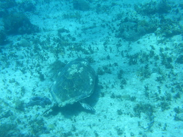 Phocea Mexico - Dive Center in United States