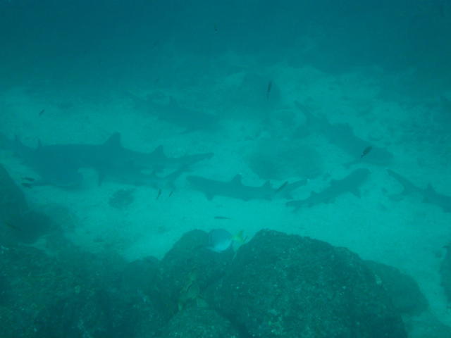 Sipadan-Kapalai Dive Resort - Dive Center in United States