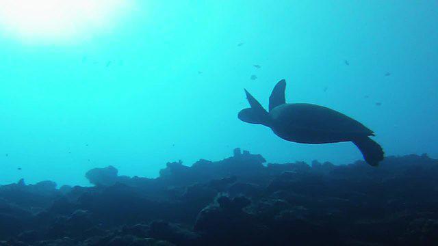 Topdive Tahiti - Dive Center in 法属波利尼西亚