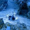 Picture taken during the dive