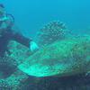 Picture taken during the dive