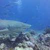 Picture taken during the dive