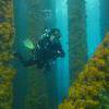 Picture taken during the dive