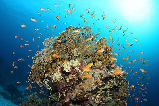 Diving in Marsá al `Alam, Egypt - By Nono
