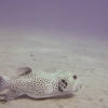 Picture taken during the dive