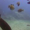 Picture taken during the dive