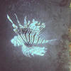 Picture taken during the dive
