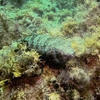 Picture taken during the dive