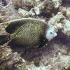 Picture taken during the dive