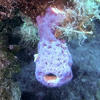 Picture taken during the dive