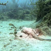 Picture taken during the dive