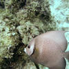 Picture taken during the dive