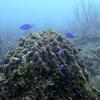 Picture taken during the dive