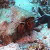 Picture taken during the dive