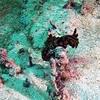 Picture taken during the dive