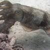 Picture taken during the dive
