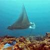 Picture taken during the dive
