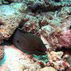 Picture taken during the dive
