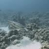 Picture taken during the dive