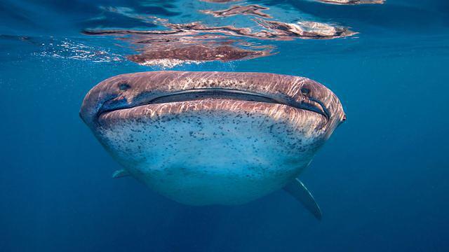 Bophut Diving - Dive Center in Thailand
