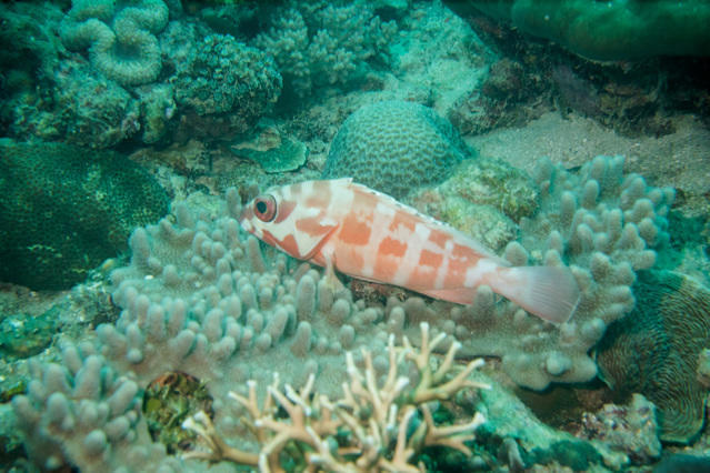 Mari Mari Dive Centre - Dive Center