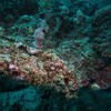 Picture taken during the dive