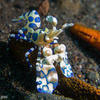 Picture taken during the dive