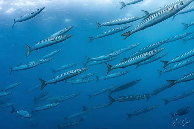 Les Dauphins D'avignon - Dive Center in France