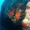 Picture taken during the dive