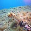 Picture taken during the dive