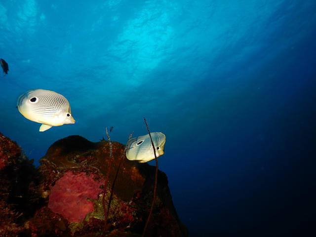 Go West Diving - Dive Center in Netherlands