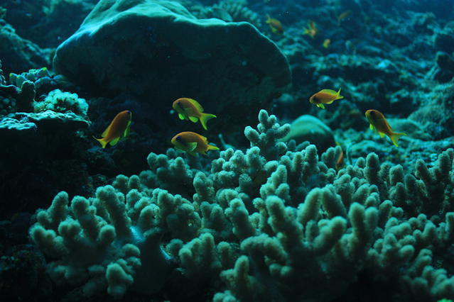Dive Club Maldives - Dive Center in Maldives