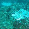 Picture taken during the dive