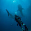 Picture taken during the dive
