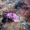 Picture taken during the dive