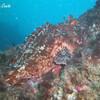 Picture taken during the dive