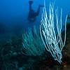 Picture taken during the dive