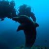 Picture taken during the dive