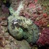 Picture taken during the dive