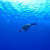 Picture taken during the dive