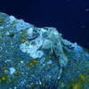 Picture taken during the dive