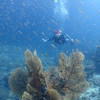 Picture taken during the dive