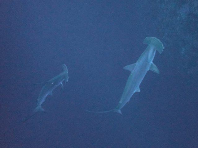 Discovery Divers - Dive Center in Egypt