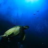 Picture taken during the dive