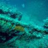 Picture taken during the dive