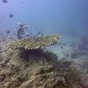 Picture taken during the dive