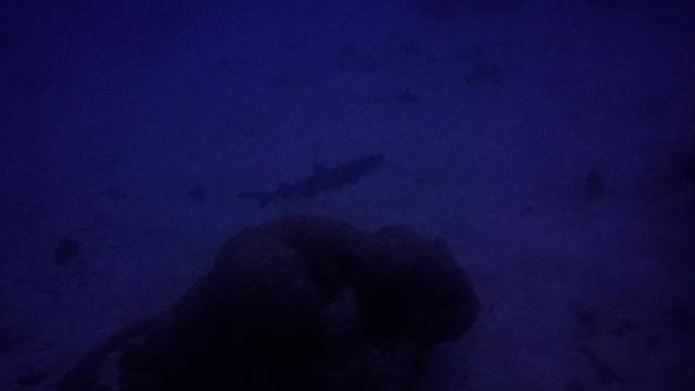 Reef Encounter - Liveaboard in Australia
