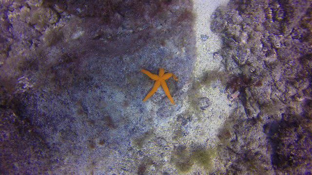Manta Diving Lanzarote - Dive Center in Spain