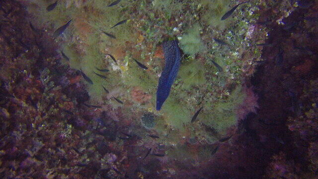 El Rei Del Mar - Dive Center in Spain
