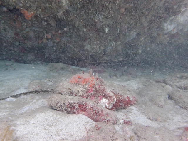 Diving Frontiers - Dive Center in Australia